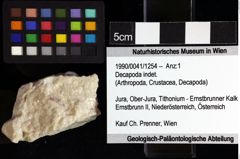 Foto (Objket + Etiketten) von Decapoda indet. 